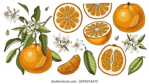 Conjunto de naranjas con ramas, flores y hojas.