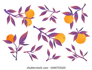 Set of oranges and branches. Fruit trees, vector decorative elements on a white background.