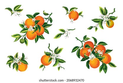 Set with oranges. Citrus tree branch collection. Vector elements isolated on white background. 