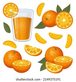 Set of oranges. Freshly made orange juice, pieces of orange and green leaves. Strong citrus flavour. Vector illustration 