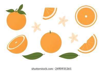 Set of oranges fruits whole, half and slice. Oranges with leaves and flowers. Clip art of citrus tropical fruits. Vector illustration, flat style isolated on a white background.