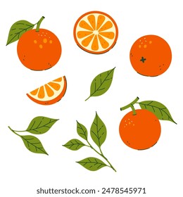 Conjunto de naranjas, hojas y partes aisladas sobre un fondo blanco. Vector gráfico