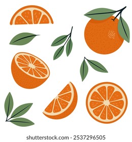 A set of oranges with leaves. Vector botanical illustration. A set of citrus tropical fruits. Summer design for template, poster, postcard, fabric, banner, cover.