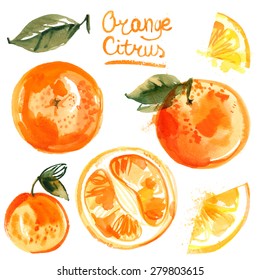 Set of oranges painted with watercolors on white background. Halves of orange, fruit, leaves, abstract spots