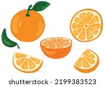Set of oranges. Whole, slices, foliage. Hand drawn vector illustration. Suitable for website, stickers, postcards.