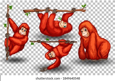 Conjunto de orangután en ilustración transparente de fondo