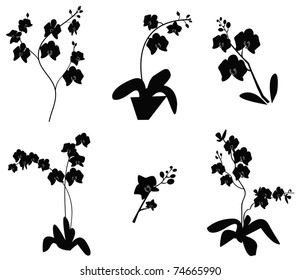 set of Orchid branch silhouette, vector illustration