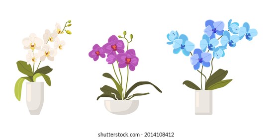 Set of Orchids in Flowerpots Isolated on White Background. Different Types of Tropical or Domestic Colorful Blossoms, Beautiful Flora, Blooming Orchids Design Elements. Cartoon Vector Illustration