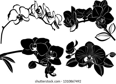 set orchids flowers it is isolated	
