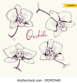Set of Orchids. Hand drawn floral illustration with isolated flowers on white. Vector - stock.
