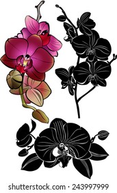 set of orchids on white background