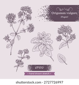 Set of Oregano plant elements, aromatic spice and medicinal plant. Hand drawn line drawing. Vector illustration