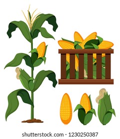 Set of organic corn illustration
