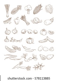 Set of organic farm fresh fruits and vegetables: tomato, potato, onion, greens, pumpkin, mushrooms, olives. Vector illustration. Outline line flat style design. White backdrop.