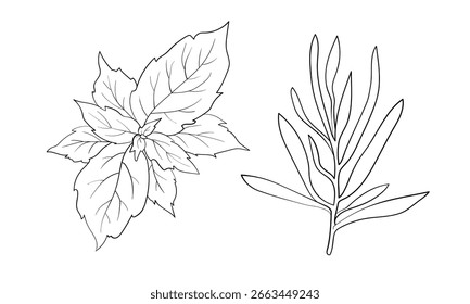 Conjunto de ervas orgânicas, especiarias, desenho em linha contígua
Alecrim, orégano, esboço de manjericão. Ilustração vetorial