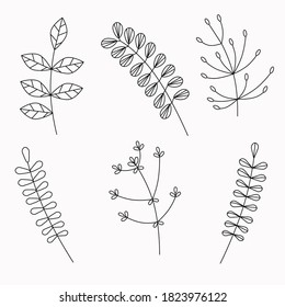 set of organic nature design elements: twigs and leaves, Botanical collection