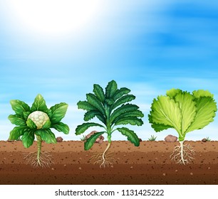 A set of organic plants illustration