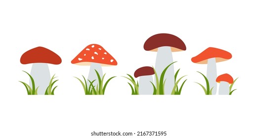 Set of organic porcini and  poisonous fungus. Cep, amanita, boletus. Forest wild mushrooms. Isolated flat vector illustration. 