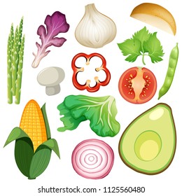 A Set of Organic Vegetable illustration