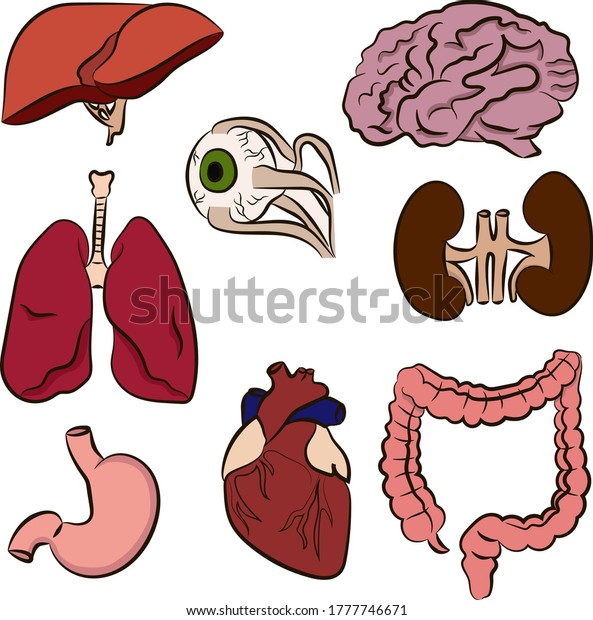 Set Organs Anatomy Vector Kidneys Liver Stock Vector (Royalty Free ...