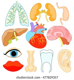 set of organs within the human body and face vector illustration
