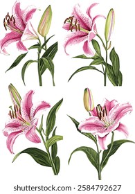 Set of oriental hybrid lilies. Pink lily flowers, leaves and buds. Watercolor vector illustrations set.
