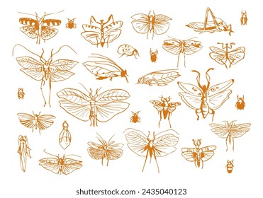 Set ornamental butterflies and beetles. Stylized insects. Collection of line art vector illustrations. Golden drawing by hand