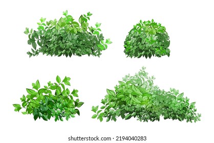 Set of ornamental green plant in the form of a hedge.Realistic garden shrub, seasonal bush, boxwood, tree crown bush foliage.For decorate of a park, a garden or a green fence.
