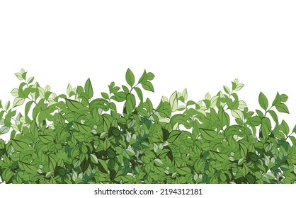 Set of ornamental green plant in the form of a hedge.Realistic garden shrub, seasonal bush, boxwood, tree crown bush foliage.For decorate of a park, a garden or a green fence.
