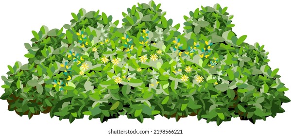 Set of ornamental green plant in the form of a hedge.Realistic garden shrub, seasonal bush, boxwood, tree crown bush foliage.For decorate of a park, a garden or a green fence.
