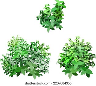  Set of ornamental green plant in the form of a hedge.Realistic garden shrub, seasonal bush, boxwood, tree crown bush foliage.For decorate of a park, a garden or a green fence.
