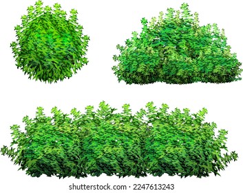 Set of ornamental green plant in the form of a hedge.Realistic garden shrub, seasonal bush, boxwood, tree crown bush foliage.For decorate of a park, a garden or a green fence.
