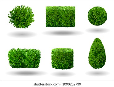 Set of ornamental plants and trees for landscaping. Vector graphics. Boxwood, hibiscus and arborvitae tree.