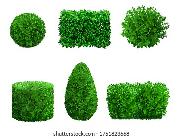 Set of ornamental plants and trees for landscaping