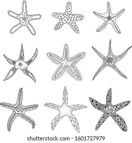 Set of ornamental Starfishes (sea stars). Hand drawn illustration.