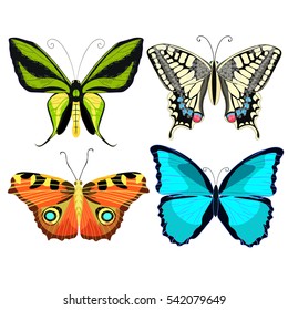 set Ornithoptera paradisea, butterfly wings of a bird of paradise vector illustration
