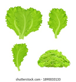 Set os lettuce leaves, chopped pieces, detailed drawing in bright cartoon style isolated on white background. Raw vegetable, herbs, eco food or agriculture product. 