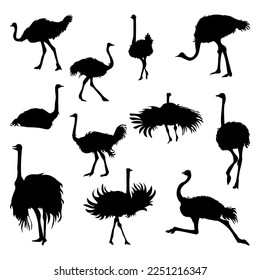 Set of ostrich animal silhouettes of various styles