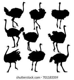 Set of ostrich full length isolated on white. Handsome male ostrich with beautiful feathers.