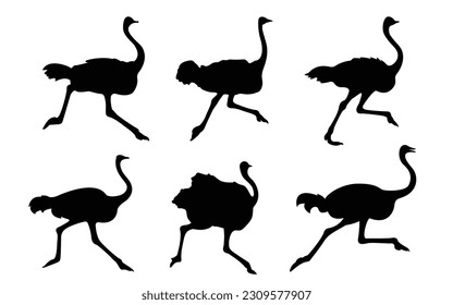 Set of ostrich silhouettes . Vector illustration isolated on the white background. Black and white ostrich running. vector