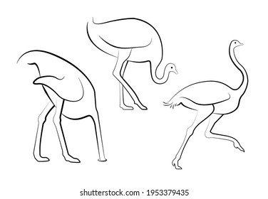 Set of Ostrich vector line illustrations. Wild bird in three positions - standing, running and head in sand. Non volant bird.