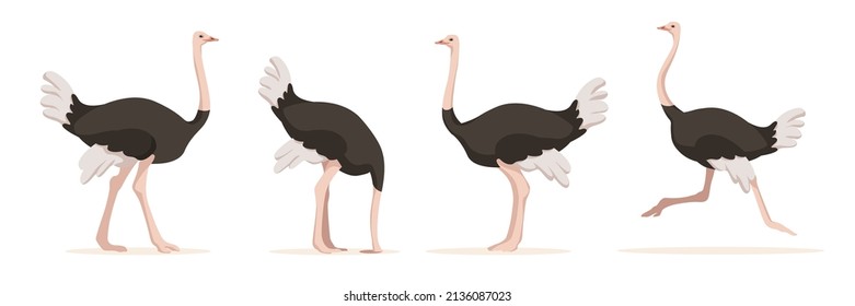 Set of ostriches in different angles and emotions in a cartoon style. Vector illustration of herbivorous African animals isolated on white background.