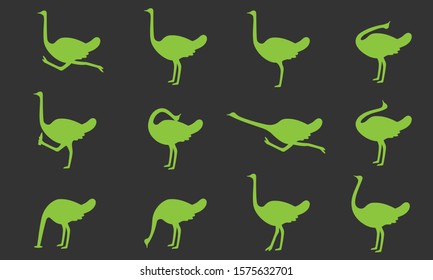 Set of ostriches in different poses. Vector illustration.