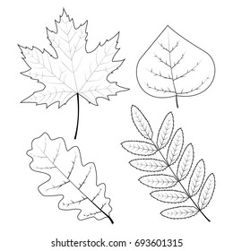 Set of outline autumn leaves. Outline icons. Vector illustration