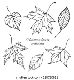 Set of outline autumn leaves. Vector illustration