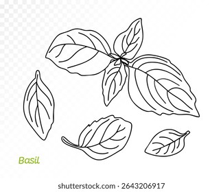 Conjunto de hojas de albahaca de contorno en varios ángulos, estilo de boceto dibujado a mano mínimo. Ilustración vectorial dibujada a mano.