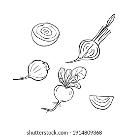 Set of outline beetroot whole, half, quarter isolated on white. Vector hand drawn illustration.