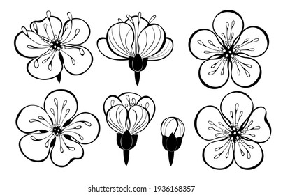 Set of outline, black, artistically drawn sakura flowers on white background. Japanese cherry blossom design.