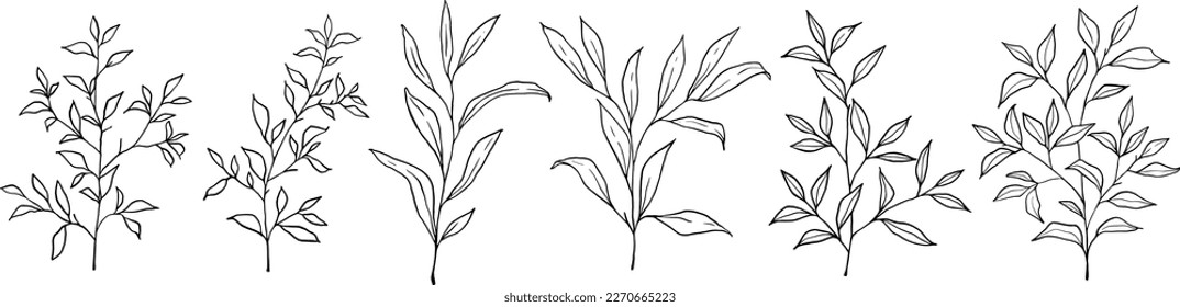 Set of outline botanical branches with leaves. Hand drawn botanical elements isolated on white background. Illustration of Leaf and branch in line art style.