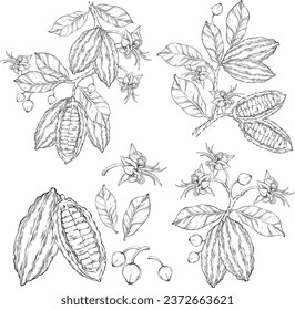 Set of outline cocoa leaves, flowers and fruits of cocoa beans on blue background. Vector illustration.